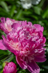 Blossom pink peony flower on a summer sunny day macro photography. Garden fluffy peony with pink petals in the summer close-up photo. Big paeony flower on a green background nature wallpaper.