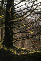 Autumn leaf color in the rain
