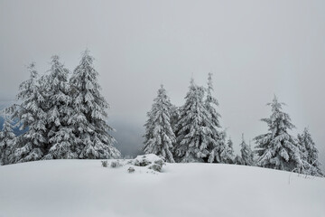  Snow-white firs on a snow-white meadow. Winter minimalism and graphics.