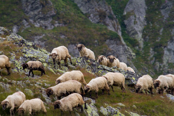 Landscape in Romania
