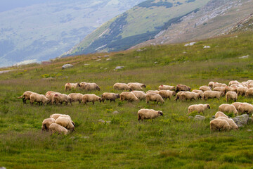 Sheep on the Transalpina, Romania