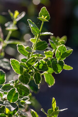 Green leaf of a garden plant in sunlight macro photography. The texture of a juicy leaf on a sunny summer day, close-up photo. Fresh greens with deep shadows in the springtime.
