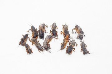 Fototapeta premium A lot of insect bear lies on a light background.