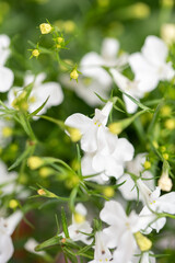 Flowers in the country. Nature and beautiful colors. Tulips. Landscape at the cottage. Favorite garden.