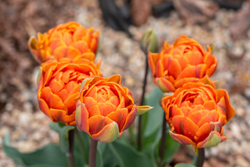 Flowers in the country. Nature and beautiful colors. Tulips. Landscape at the cottage. Favorite garden.