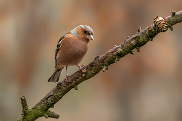  Common Chaffinch (Fringilla coelebs) on a branch in the forest of Noord Brabant in the Netherlands.                                                                               