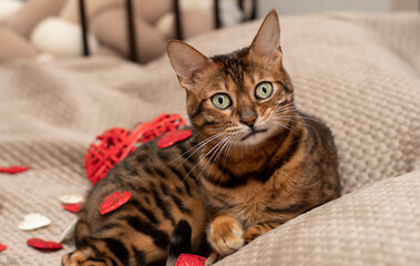 Valentine's day concept. A beautiful domestic red striped bengal cat lies on a bed with a red heart.