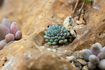 Close up Modern design and planning of Succulent Garden