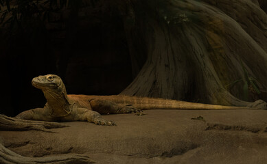 centro de interpretación sobre los dragones de Komodo del Zoo de Barcelona