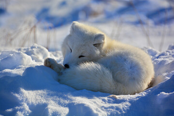 Obraz na płótnie Canvas In winter arctic fox (Vulpes lagopus), also known as the white, polar or snow fox, is a small fox native to the Arctic regions of the Northern Hemisphere and common throughout the Arctic tundra biome