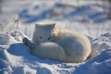 Obraz na płótnie Canvas In winter arctic fox (Vulpes lagopus), also known as the white, polar or snow fox, is a small fox native to the Arctic regions of the Northern Hemisphere and common throughout the Arctic tundra biome