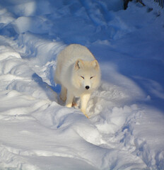 In winter arctic fox (Vulpes lagopus), also known as the white, polar or snow fox, is a small fox native to the Arctic regions of the Northern Hemisphere and common throughout the Arctic tundra biome