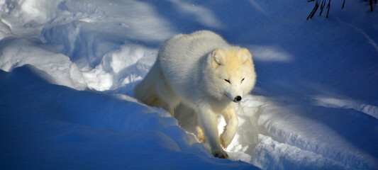 In winter arctic fox (Vulpes lagopus), also known as the white, polar or snow fox, is a small fox...