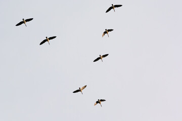Fototapeta premium Canada Geese Flying In A V Formation