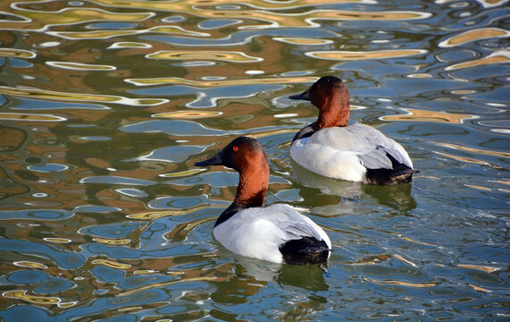 The redheadis a medium-sized diving duck.This waterfowl is easily distinguished from other ducks by the male's copper coloured head and bright blue bill during the breeding season.