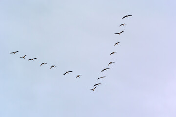 Canada Geese Flying In A V Formation