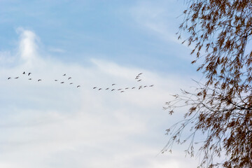 Canada Geese Flying In A V Formation