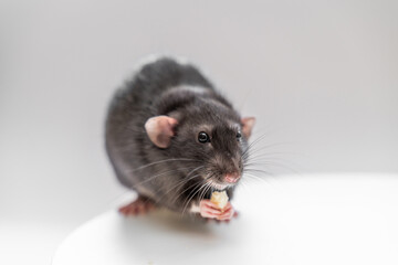 Fototapeta na wymiar Domestic black dumbo rat sits and eats food on a spruce background. The concept of pets.