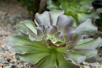 Fototapeta premium Close up Succulent , Aeonium, the tree houseleeks