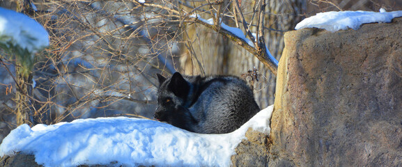 The silver fox is a melanistic form of the red fox (Vulpes vulpes). Silver foxes display a great...