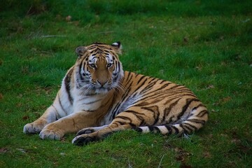 Naklejka na ściany i meble tiger in the zoo