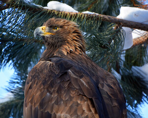 The golden eagle (Aquila chrysaetos) is one of the best-known birds of prey in the Northern...