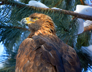 The golden eagle (Aquila chrysaetos) is one of the best-known birds of prey in the Northern...