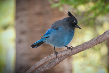 Steller Blue Bird on Branch