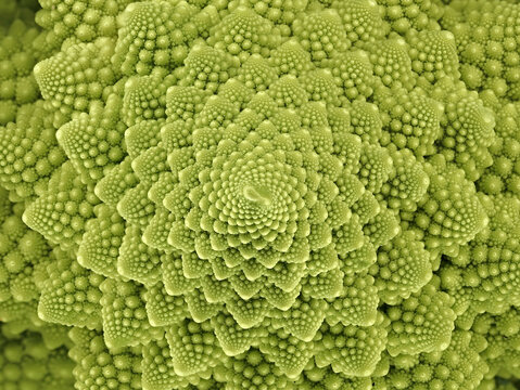 top view of a fresh green romanesco broccoli cabbage, abstract looking florets of a roman cauliflower, texture of a green vegetable