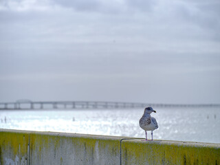 A lone young Herring seagull sits on a wall on the Chesapeake Bay with the Chesapeake Bay-Bridge...
