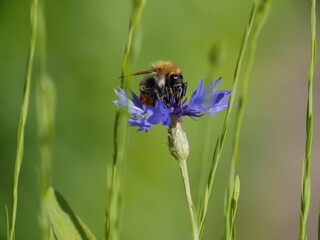 Hummel auf Blume