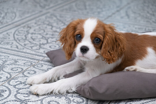 Close up portrait of Cute dog puppy. Cavalier King Charles Spaniel Blenheim. Banner