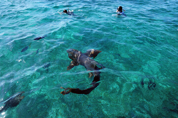 Schnorcheln mit Haien - Belize