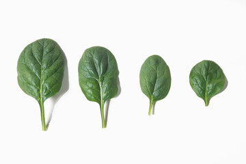 Spinich leaves in various sizes on a white background