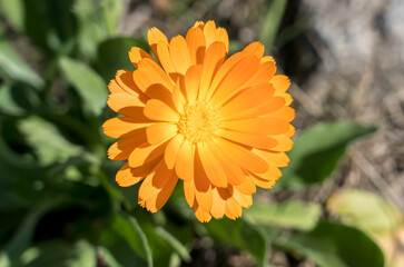 Orange calendula flower