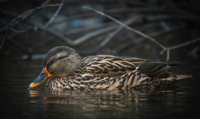 Stockente im See