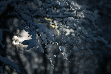 winter mood in nature