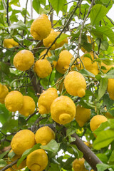 Ripe yellow lemons in water drops after the rain hanging on a branch