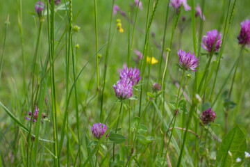 Blooming violet clover in a meadow with wild flowers- rural garden design and landscaping, eco farming, ecology, nature and species protection, close up, blurred background