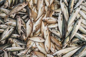 Raw fresh sea fish on a market counter.