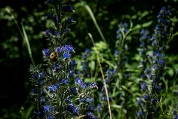 Bee on a monkshood plant