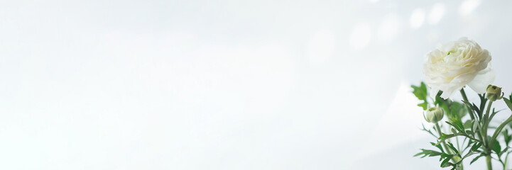 Bunner with soft focused white ranunculus flowers with waterdrops, light minimalistic spring floral background, copy space