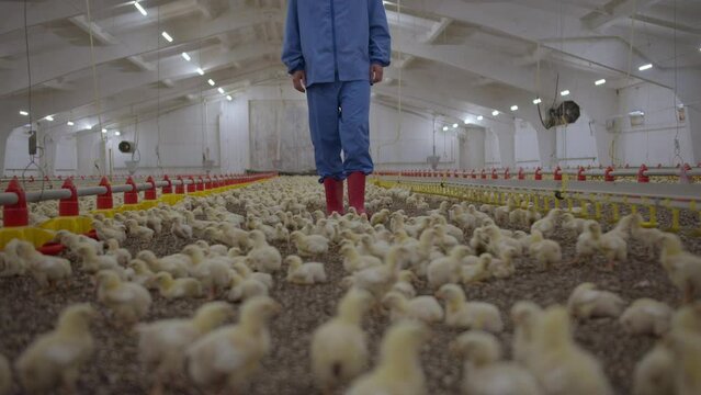 Indoors chicken farm, chicken feeding