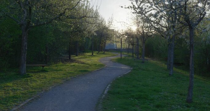 bl&uuml;hende Apfelb&auml;ume im Fr&uuml;hling bei Sonnenuntergang Allee
