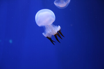 jellyfish in the blue sea