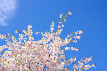 Beautiful branches of pink cherry or Sakura flowers in a park. Spring blossoms on blue sky background,