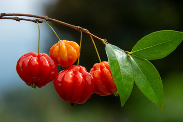 Brazilian cherry on tree (Eugenia uniflora)
