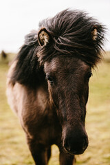 Fototapeta premium Island Pony