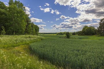 Beautiful view of rural landscape with wheat fields against blue sky with white clouds. Sweden.