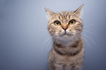 Fototapeta na wymiar cute tabby cat portrait on gray background